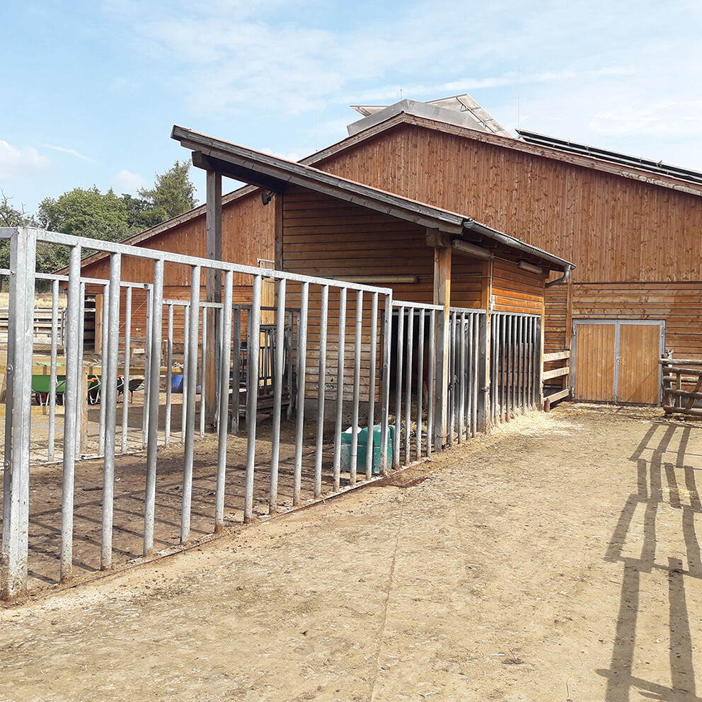 ber den Laufhof haben Khe und Bulle die Mglichkeit, Kontakt aufzunehmen. Senkrechte Streben bilden eine stabile Einzunung und ermglichen dem Tierbetreuer gegebenenfalls die Flucht ber die gesamte Lnge der Deckbullenbucht.