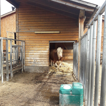 Der Bereich ist als Zwei-Raum-Bucht ausgefhrt und verfgt ber eine Fixiermglichkeit und einen rutschfesten Bodenbelag. Das Zwischentor wird aus Sicherheitsgrnden von auen geschlossen. Der Tierkomfort ist hoch, da der Bulle neben dem Innenbereich auch einen berdachten Auenbereich und einen Laufhof nutzen kann.